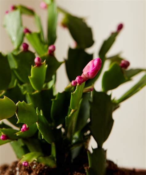 Buy Potted Zygo Cactus Indoor Plant | Bloomscape