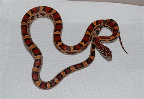 Beautiful Redbrown Orange And Black Baby Corn Snake