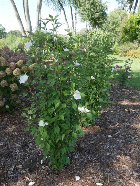 Hibiscus White Pillar® - Milaegers