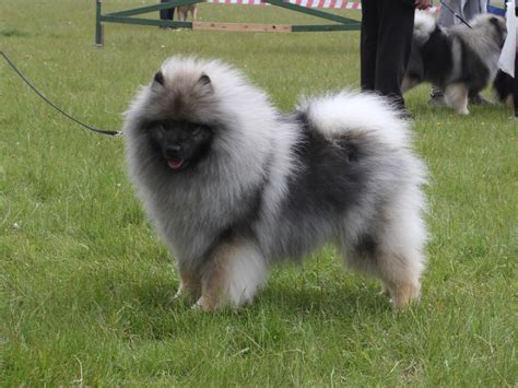 "Алмазный Источник" : КЕЕСХОНДЫ