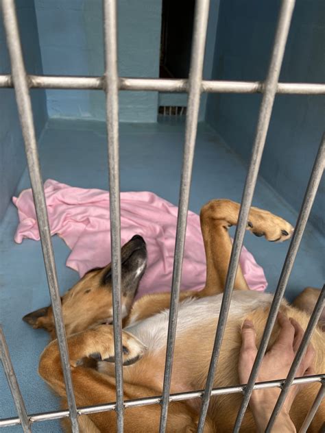 city of irvine animal care center 8