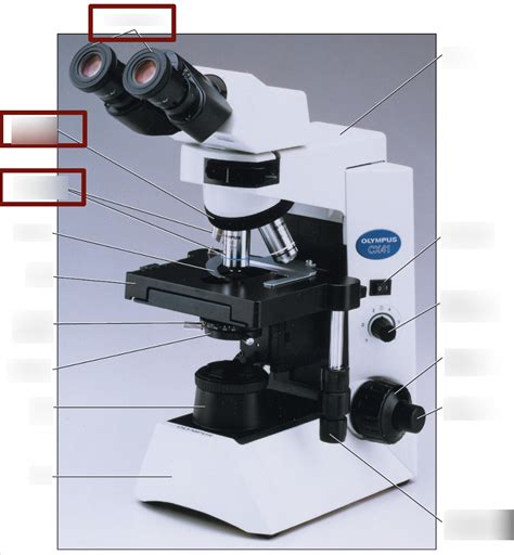 Parts Of The Compound Microscope Diagram Quizlet