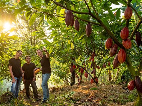 Pod Chocolate Bali Delicious Chocolate Tours Experiences