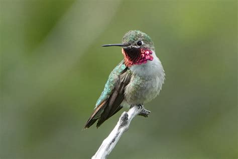 Broad Tailed Hummingbird Broad Tailed Hummingbird © Steve Flickr