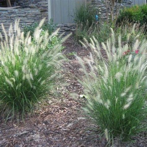 Dwarf Ornamental Grasses