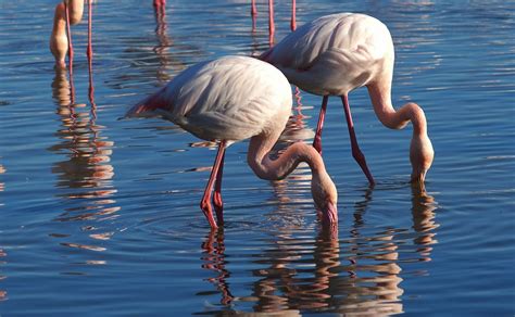 Rosa Flamingos Natur Tiere Kostenloses Foto Auf Pixabay