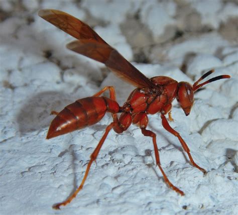 Vespa Rossa Caratteristiche Comportamento Habitat E Ciclo Di Vita