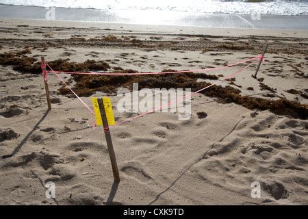 Sea Turtle Nest On Florida Beach Marked Off To Protect The Eggs Fort