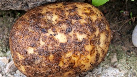 Potato Scab | Gardener's Supply