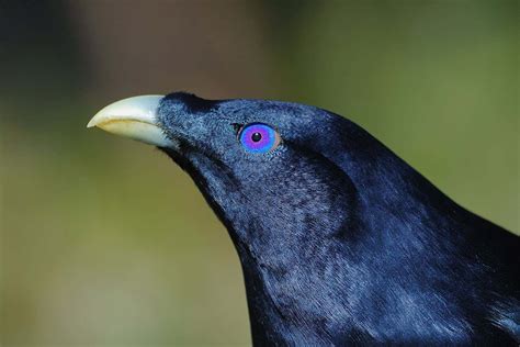 Why birds' eyes can be blue, green, pink or orange | New Scientist