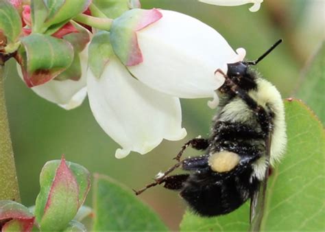 Pollinating Highbush Blueberries Bee Health