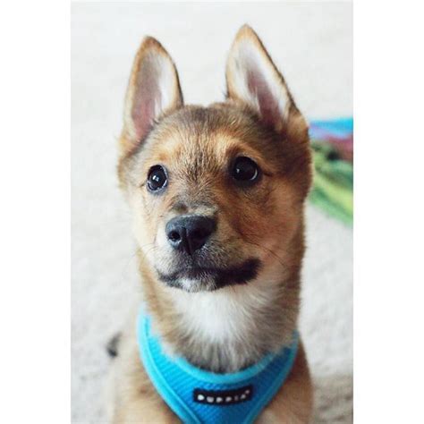 German Shepherd Red Heeler Mix Puppies - Pets Lovers