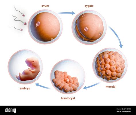 Human Fertilization And Embryonic Development Digital Illustration 3d