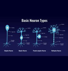 Studying Neurology Infographic Composition Vector Image