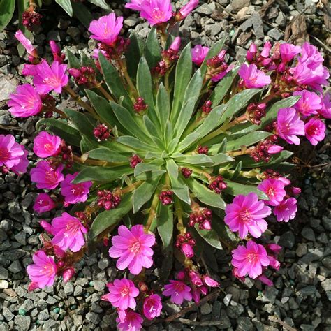 Lewisia ‘constant Comment Terra Nova® Nurseries Inc