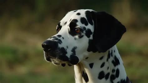 Black Dalmatian Spots, Dalmatian Dog, Dalmatian Spots, Dog PNG ...