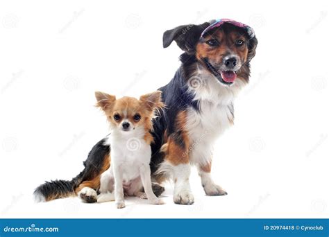 Puppy chihuahua and corgi stock photo. Image of corgi - 20974418