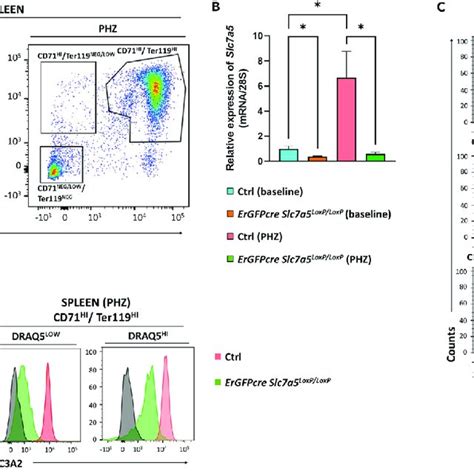 Slc A Slc A Expression In Splenic Erythroblasts During Erythropoietic