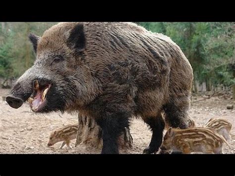 Duniya Ki Sabse Khatarnak Janwar Jungali Sugar And Pig Jangli