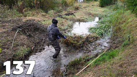 Manual Beaver Dam Removal No 137 YouTube