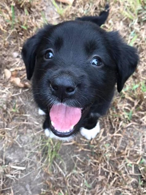 My friend got a new puppy! Collie Retriever mix, and 100% smiles : r ...