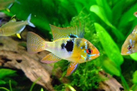 Ram Cichlid: Info with Care Details and Pictures