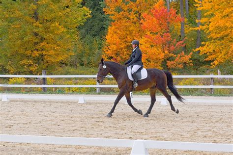 Horse Show Photography - AJ Photography LLC