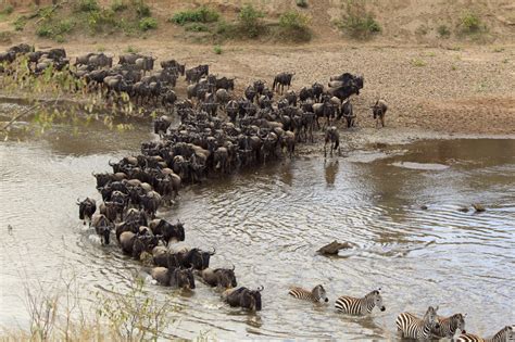 遙遠的動物大遷徙 The Great Migration 香港動物報 Hong Kong Animal Post