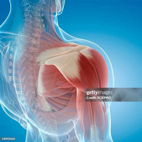 Shoulder Anatomy Muscles Photos and Premium High Res Pictures - Getty Images