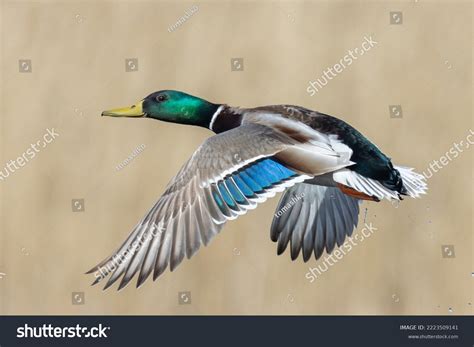 Mallard Duck Male Flight Stock Photo 2223509141 | Shutterstock