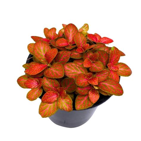 Red Fittonia Albivenis Nerve Plant 4 Inch Silver Net Leaf Mosaic