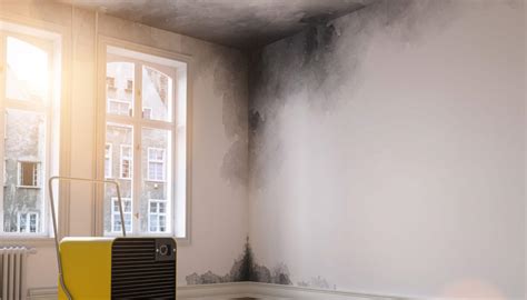 The Hidden Threat Understanding Black Mold And Its Removal Mold