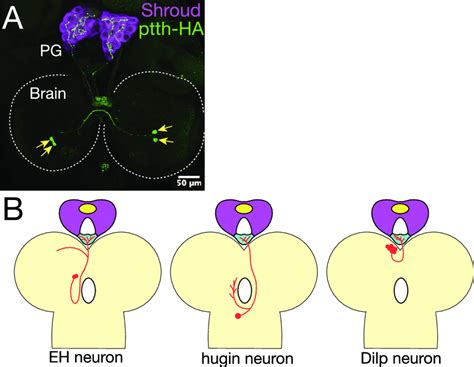 Examples Of Ring Gland Innervating Neurons A The Brain RG Complex