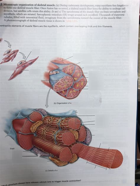 Microscopic Organization Of A Skeletal Muscle Diagram Quizlet