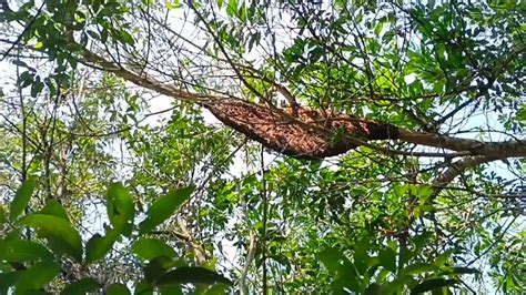 Sarang Jumbo Dengan Kantong Madu Super Tebal Lebah Madu Apisdorsata