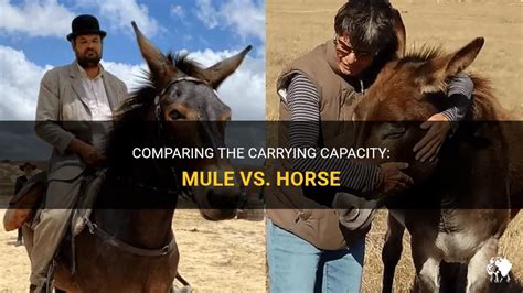 Comparing The Carrying Capacity: Mule Vs. Horse | PetShun