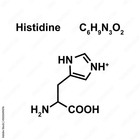 Histidine Amino Acid Chemical Structure. Vector Illustration. Stock ...