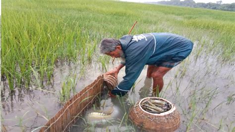 Primitive Village Fishing Technique।। Shrimp Fishing In Village Rainy