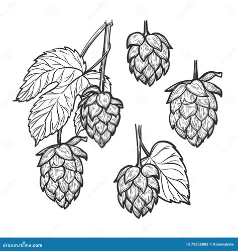 Hand Drawn Vector Illustration Hops Plant Perfect For Malt A Stock