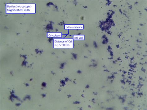 Eubacteria Under Microscope