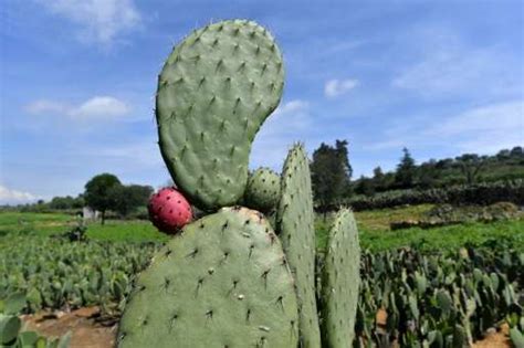 Mexicos Prickly Pear Cactus Energy Source Of The Future