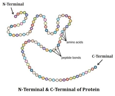 Peptide Bond In Protein