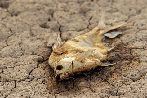 China Hit By Severe Drought Amid Worst Heatwave On Record Daily Sabah