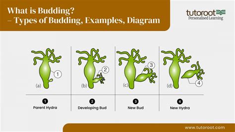 What Is Budding Types Of Budding Examples Diagram