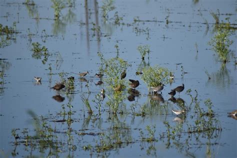 Managing Bald Knob National Wildlife Refuge | Audubon Delta