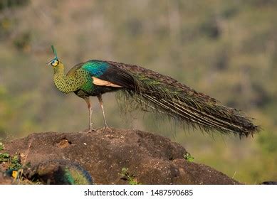 Male Green Peafowl Nature Stock Photo 1487590685 | Shutterstock