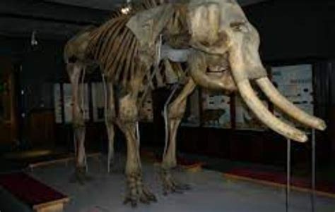 Why Did The Woolly Mammoth Go Extinct Wooly Mammoth Species