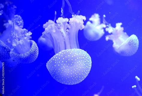 Phyllorhiza Punctata Is A Species Of Jellyfish Also Known As The