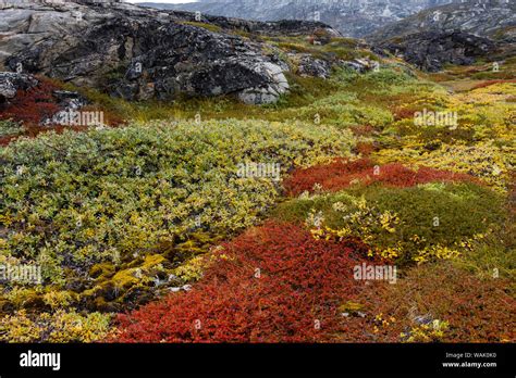 Greenland Eqip Sermia Greenlandic Forest Of Dwarf Trees And Other