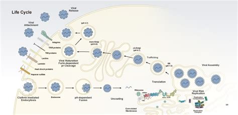 Flavivirus Group GeneTex